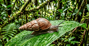 Após mais de três décadas extintos na natureza, esses animais estão retornando à floresta em uma reintrodução histórica que coroa meio século de pesquisa científica e conservação ambiental