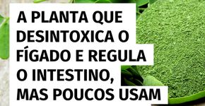 A planta que limpa o fígado e equilibra o intestino