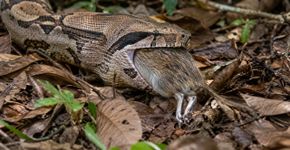 A cobra que consegue comer um animal maior que a própria cabeça sem deslocar a mandíbula