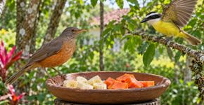 Coloque isso no comedouro e os sabiás e os bem-te-vis virão em bando