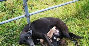 Foto: (ISPCA)