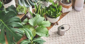 Foto: (Kostikova/istock)