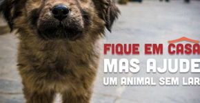 ANDA lança campanha ‘Fique em casa, mas ajude um animal sem lar’