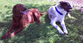 Amigos inseparáveis: cadela recusa ser adotada sem seu amigo