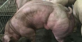 Imagens de porcos ‘mutantes’ no Camboja chocam internautas