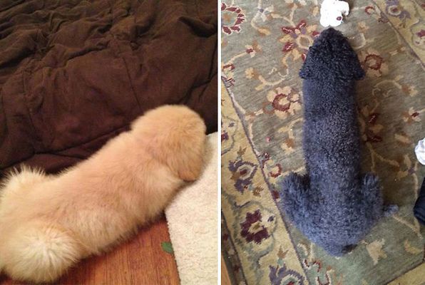 Cachorros que parecem flechas (ou objetos fálicos, como preferir enxergar)