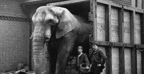 A vida repleta de agressões do elefante que inspirou filme Dumbo