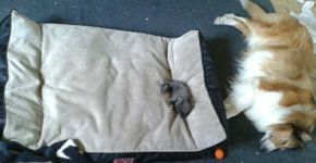 10 gatos folgados que roubaram a cama dos cães