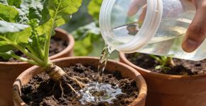 Nem casca de ovo e muito menos café: o adubo que faz as plantas bombarem