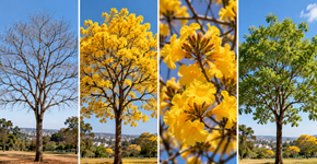 O ipê pode parecer completamente seco antes de produzir uma das floradas mais marcantes do quintal