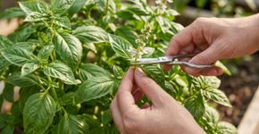 O manjericão começou a florir e ficou menos cheio: retirar as pontas muda a forma de colher
