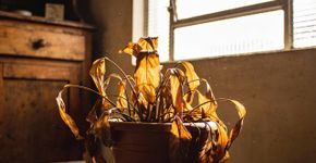 O que significa quando as plantas morrem do nada