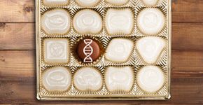 Mudança climática pode tornar chocolate artigo de luxo