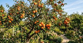 A fruta alaranjada que parece um tomate cresce em uma árvore conhecida por exigir poucos cuidados