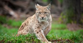Bichanos parecidos: 10 semelhanças entre gatos domésticos e felinos selvagens 