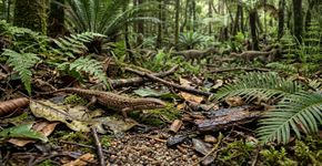 Uma mandíbula menor que 9 milímetros revelou como um réptil brasileiro sentia o mundo há 225 milhões de anos