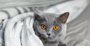 Foto: (Konstantin Aksenov/istock)