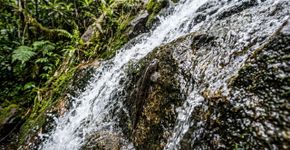 No Congo, a existência científica de peixes capazes de escalar cachoeiras de 15 metros foi confirmada