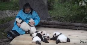 China contrata “abraçadores profissionais de pandas”