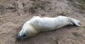 Foto: (The Friends of Horsey Seals/ Facebook)