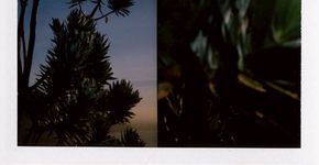 Fotógrafos usam Polaroids do Apartheid  para retratar a natureza da África do Sul