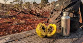 A fruta do Cerrado que virou febre porque dá uma energia absurda e tem gosto de aventura