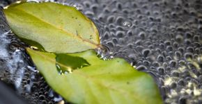 Foto: (Eugene Nekrasov/istock)