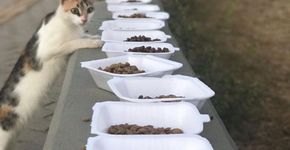 Diferentes formas de ajudar animais abandonados