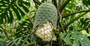 A fruta de jade que tem cor de limão e sabor de abacaxi e poucos conhecem