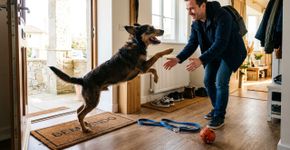Os veterinários concordam: cães que ficam agitados ao verem seus donos chegando em casa não estão demonstrando felicidade.