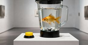Um artista colocou peixinhos dourados em liquidificadores e pediu aos visitantes que os ligassem e eles ligaram