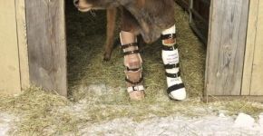 Conheça Fawn, vaca sobrevivente da indústria do leite que superou problemas de locomoção