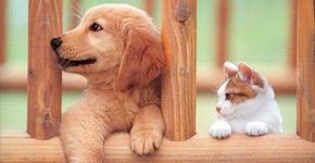 7 páginas no Facebook para ajudar ou adotar animais abandonados