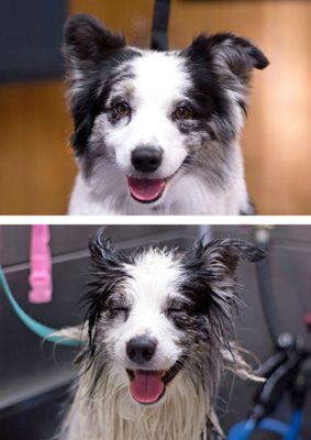 Galeria: cães e gatos antes e depois de tomar banho