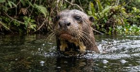 A Argentina conseguiu um feito histórico após 110 anos, e a volta desse mamífero ao Chaco já começou a transformar o ecossistema desde o primeiro momento