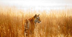 Cazaquistão realiza parceria para reintroduzir tigres em reserva