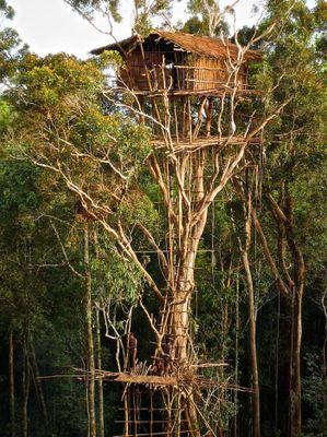 Tribo Korowai, Papua