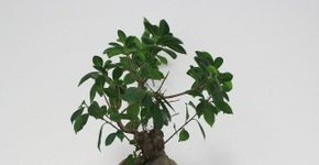 Plante Árvore: projeto doa mudas nativas para reflorestamento
