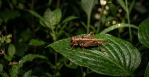 Se você ouvir grilos em sua casa ou jardim à noite, nós lhe diremos o que isso significa e por que é um bom sinal