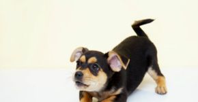 Saiba onde adotar animais de estimação