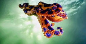 Este é o animal mais venenoso do mundo: Vai te surpreender