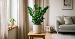 Qual é a planta mais resistente e elegante para decorar sua casa de forma natural?