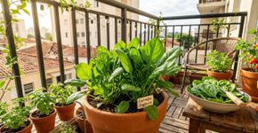 Como cultivar espinafre em casa para uma colheita rápida e fresca