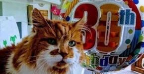 Rubble, o gato mais velho do mundo, morre aos 31 anos