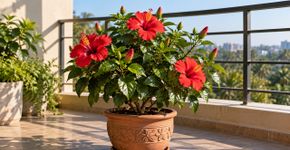 A espécie asiática mais resistente para plantar na varanda: como cuidar e manter flores por vários meses