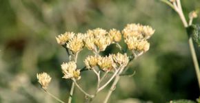 Macela: planta calmante, antisséptica, digestiva e antioxidante