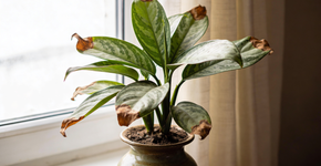 O que significa as pontas das folhas secas e o que sua planta tenta te dizer?