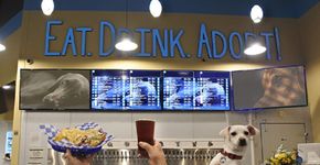 Bar oferece drinks, petiscos e cães para serem adotados nos EUA