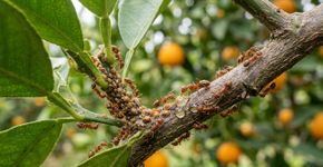 A formiga argentina que protege pragas das plantas e ameaça plantações de frutas