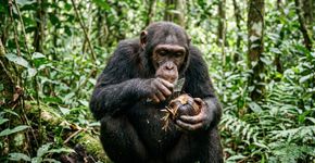 O que esses chimpanzés fizeram com alguns pedaços de vidro sugere uma história que começou há milhões de anos